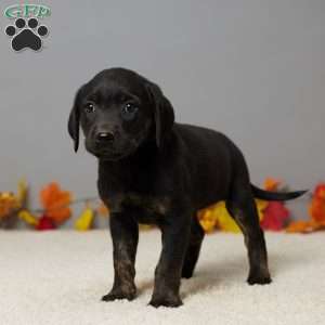 Kate, Black Labrador Retriever Puppy